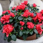 red azalea in a light grey pot