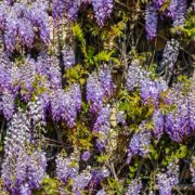 flowering purple Chinese wisteria
