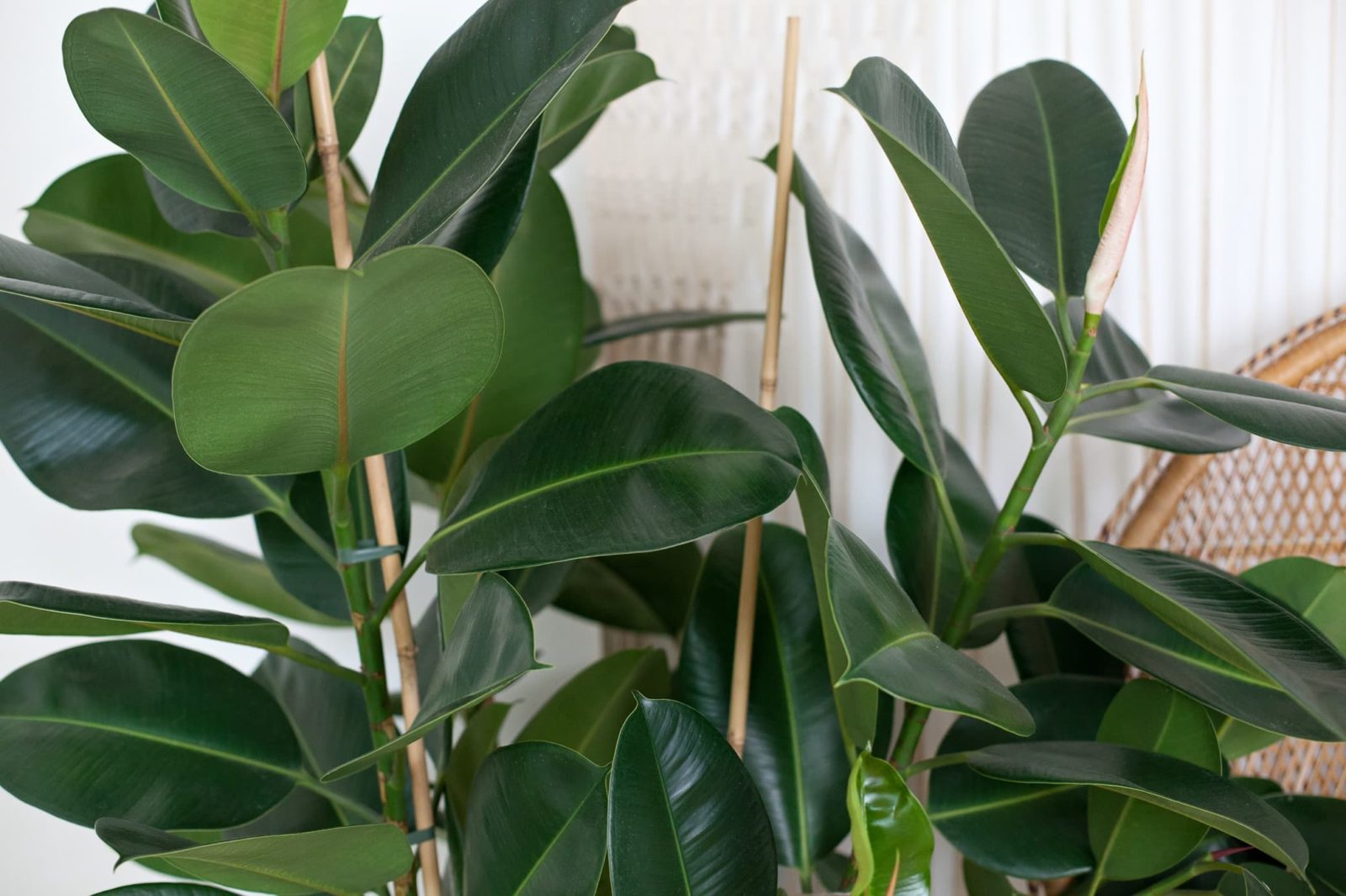 green ficus houseplant