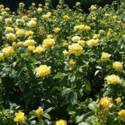 flowering yellow english rose bushes