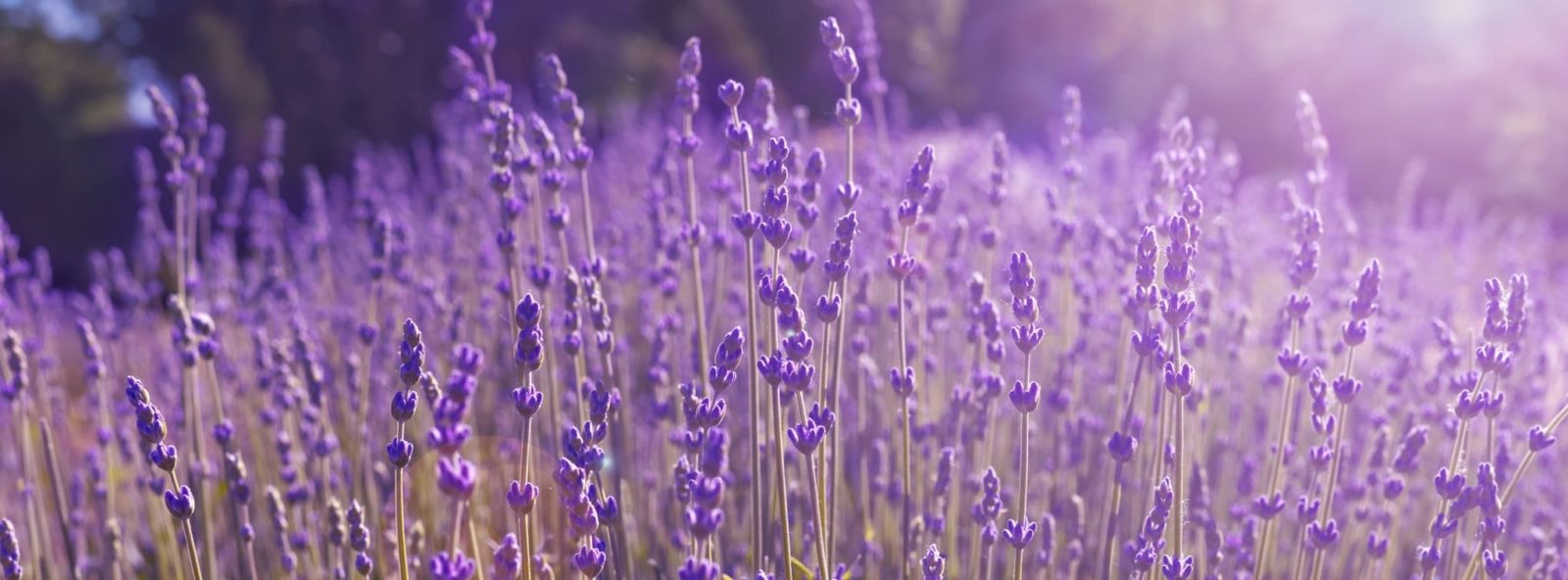 vibrant purple lavender in a field