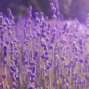 vibrant purple lavender in a field