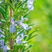 rosemary blooming in focus