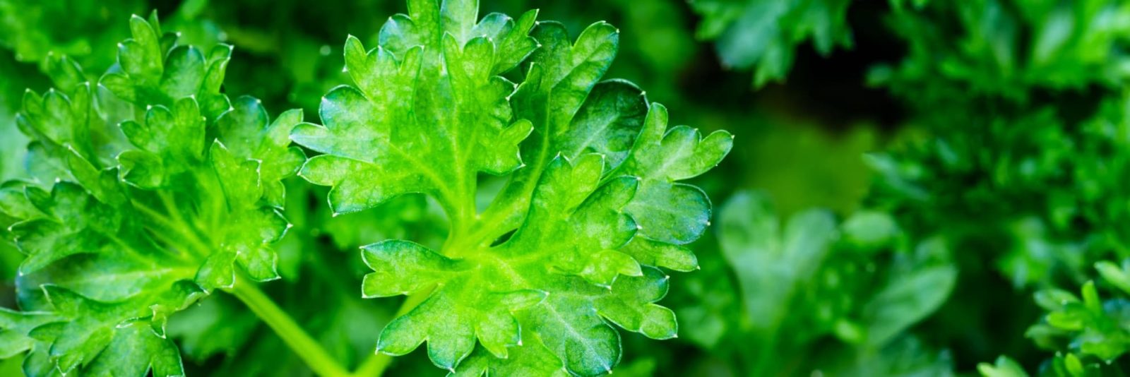 parsley herbs in focus