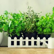 melissa, mint, thyme, basil, parsley in pots on an oak beam