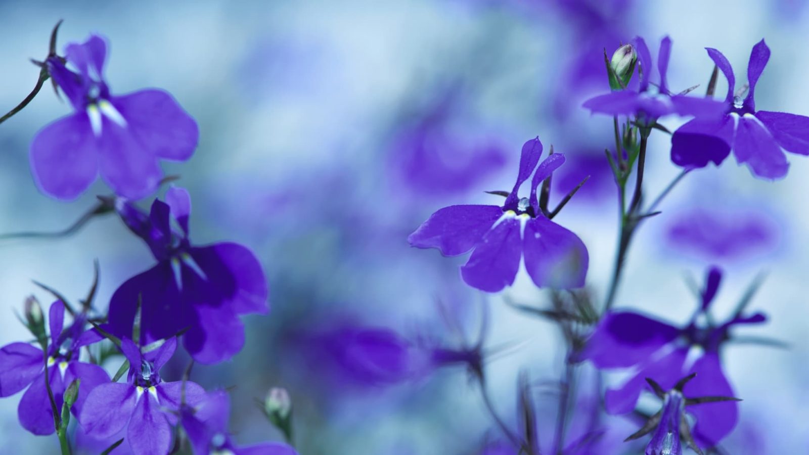 blue lobelia flowers
