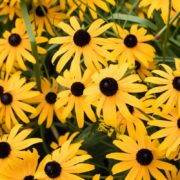 bunches of yellow black eyed susan flowers