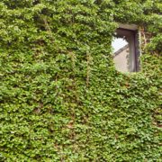 the outdoor facade of a house covered in common ivy