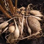 dahlia tubers in compost