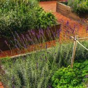 herbs growing in raised garden beds