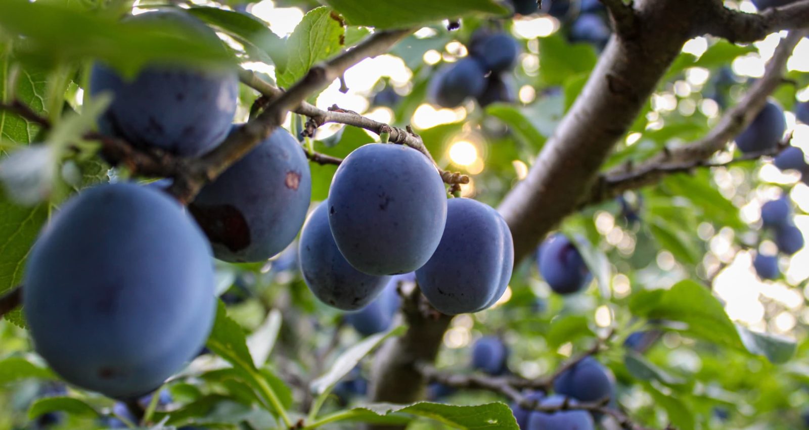 ripe plums fruits hanging from the branches of a tree
