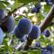 ripe plums fruits hanging from the branches of a tree