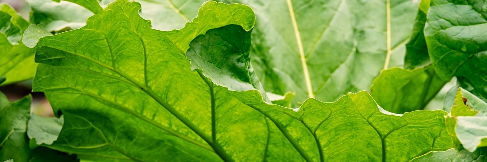 green rhubarb foliage