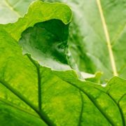green rhubarb foliage