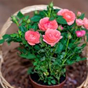 pink roses growing in a straw basket