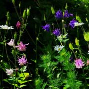 aquilegia and other wildflowers in a garden meadow