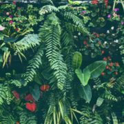 tropical plant wall with ferns and flowers