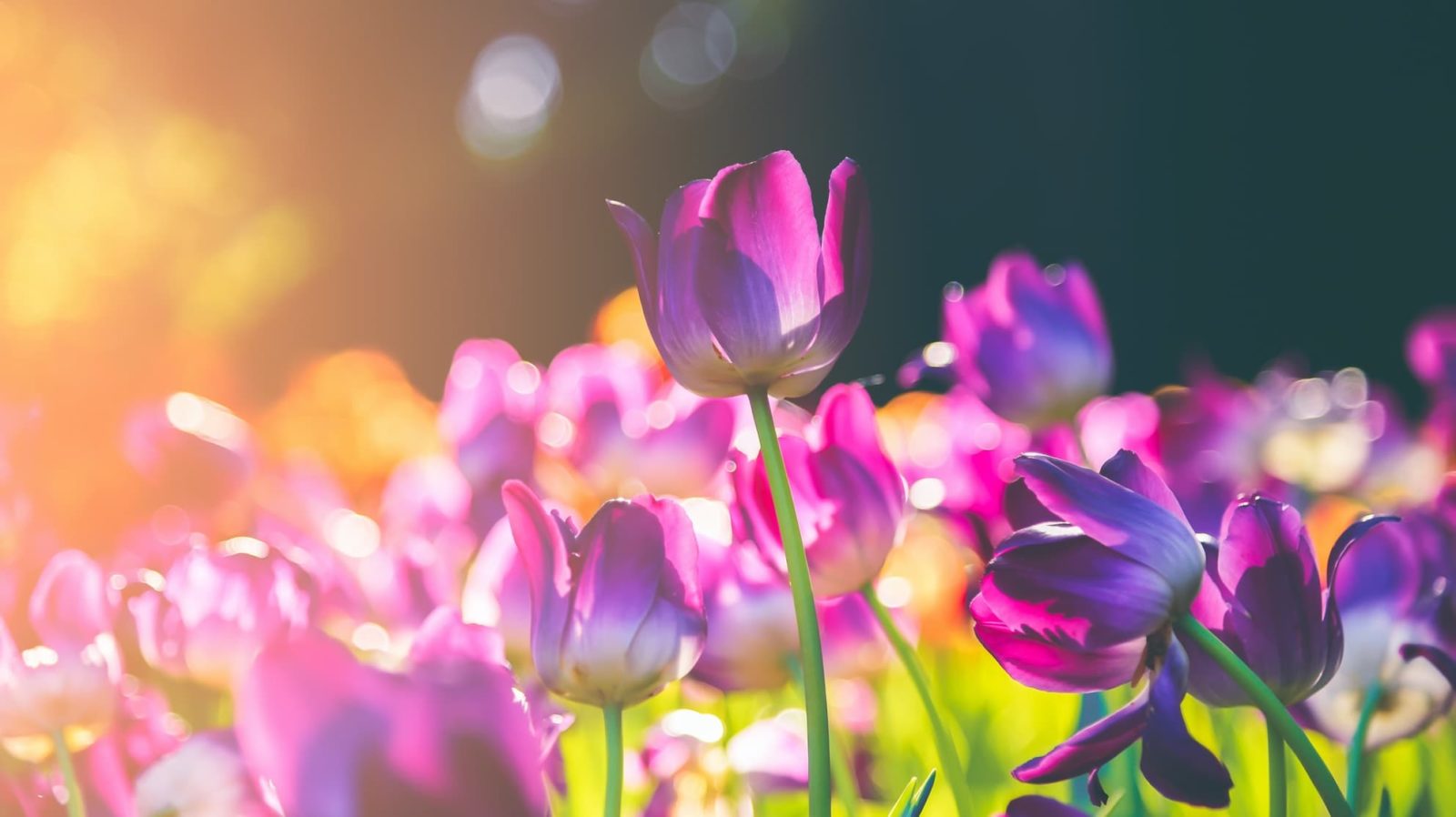 purple tulips in focus