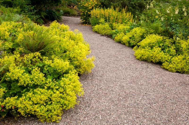 25 Plants That Will SelfSeed In Gardens Horticulture.co.uk