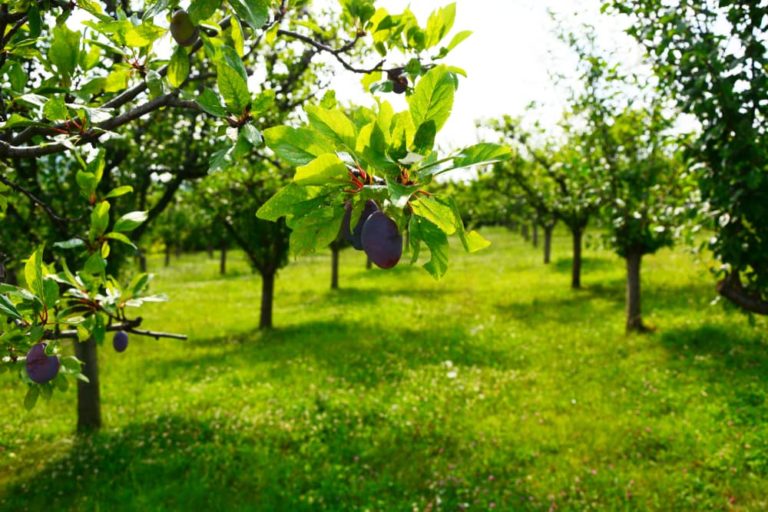 Damson Fruit Tree Care & Growing Tips Horticulture.co.uk