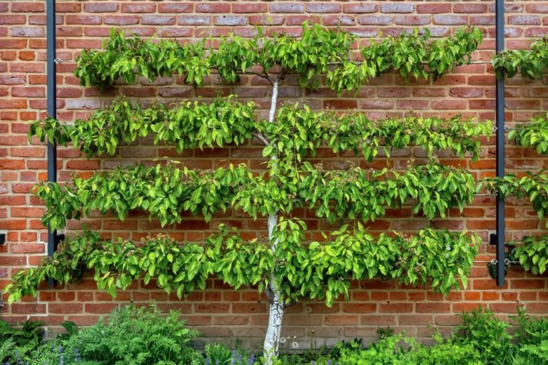 How To Create An Espalier Fruit Tree Screen Horticulture.co.uk