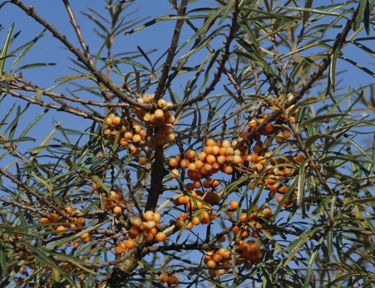 59 Tolerant Plants For Windy Garden Areas Horticulture.co.uk