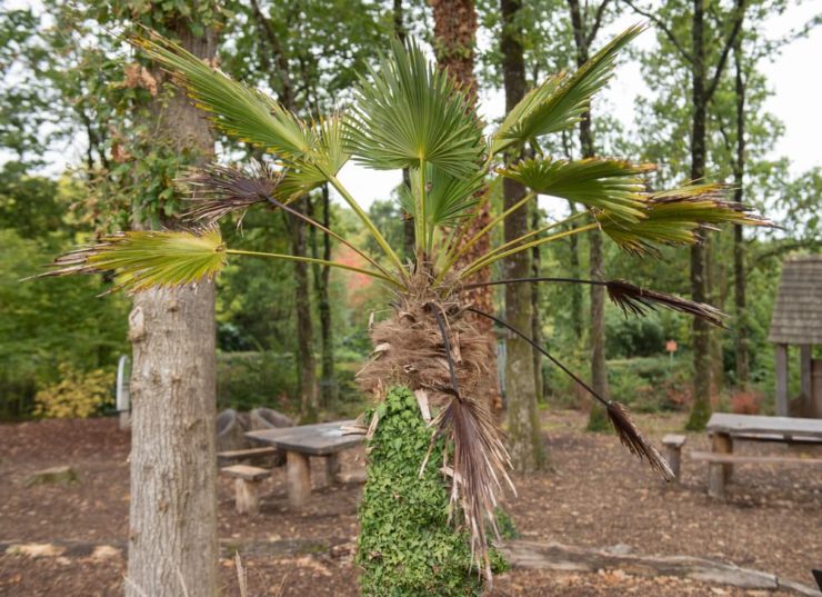 10 Hardy Palm Trees You Can Grow In The UK Horticulture