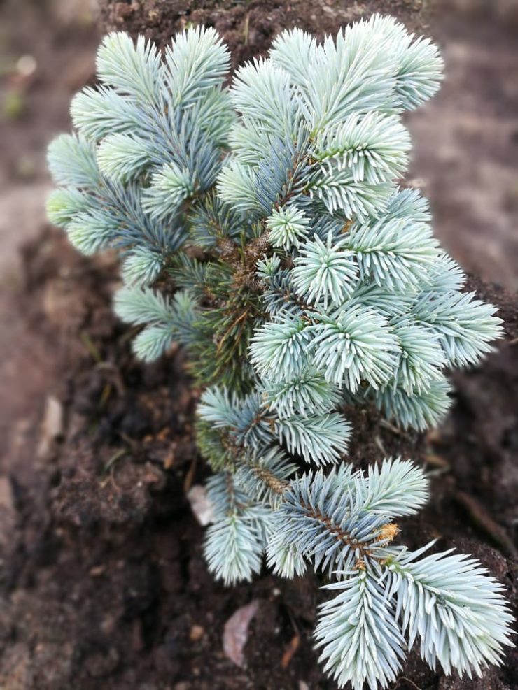 11 Types Of Coniferous Trees Commonly Grown Horticulture