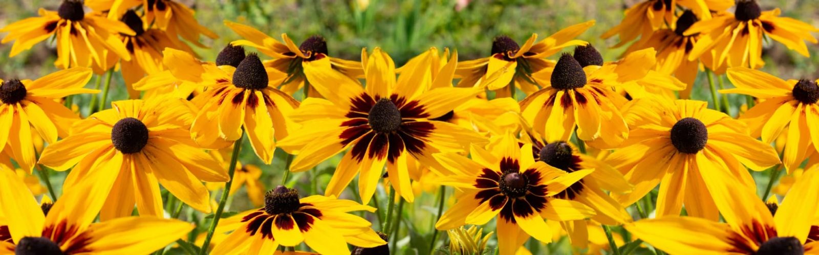 flowering black eyed susan