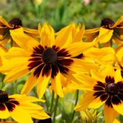 flowering black eyed susan