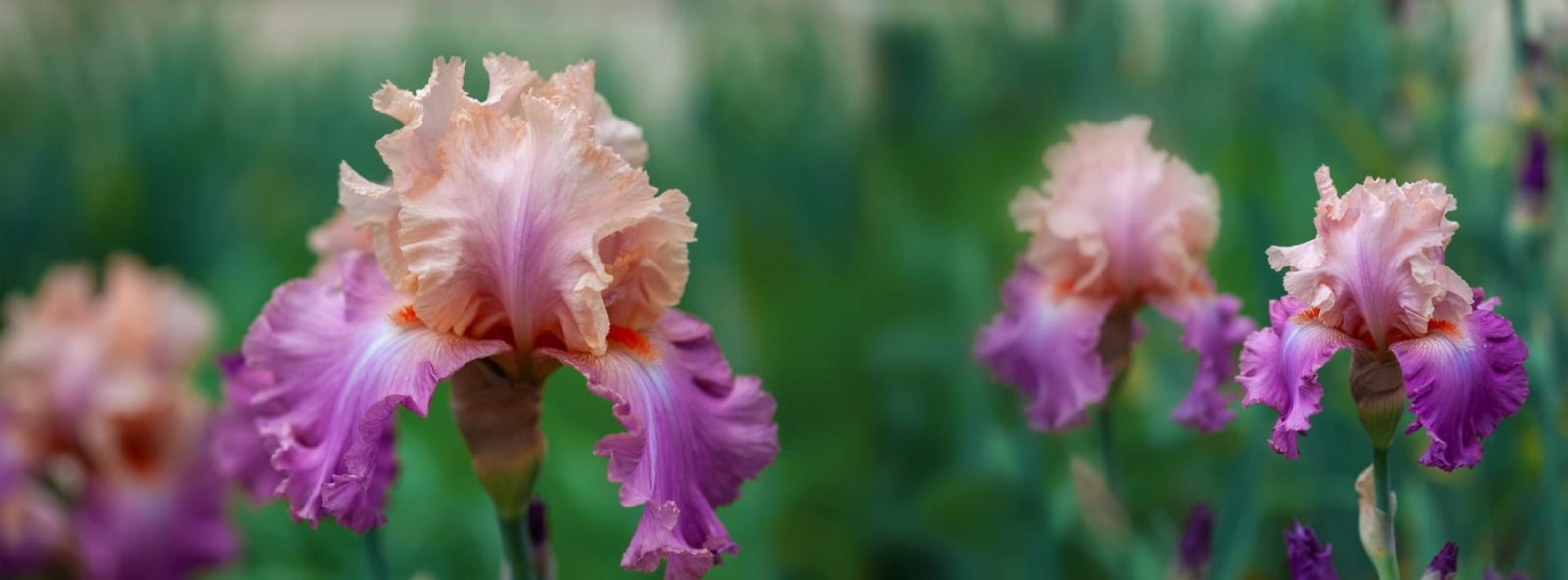 showy pink bearded iris flowers