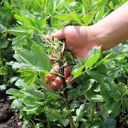 a gardener inspecting blackfly on a broadbean plant