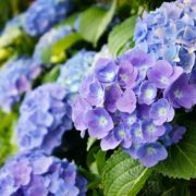 dark blue hydrangea blooms
