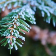 frost covering the green needles of a coniferous tree