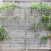 an espalier fruit tree trained against a grey fence