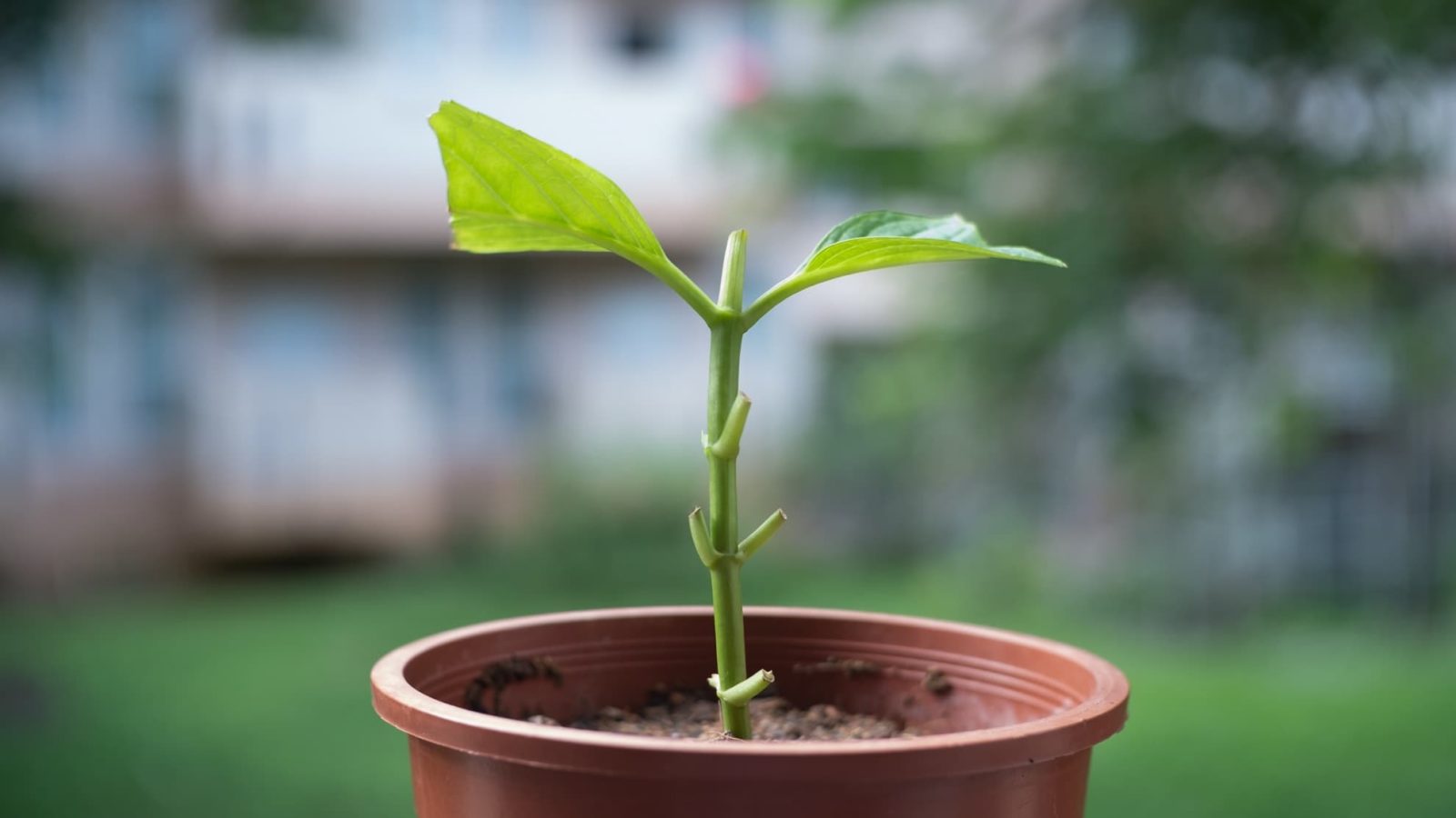 a hydrangea cutting growing from a terracotta pot