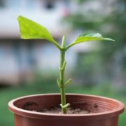 a hydrangea cutting growing from a terracotta pot