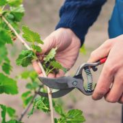 gardener pruning currant bushes