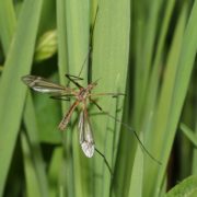 Tipulidae on stems of garden plants