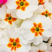 primrose flowers in pink, white, yellow and purple