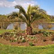 phoenix palm in an English park