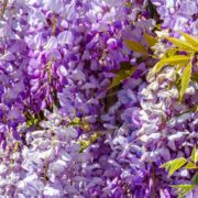 purple flowering wisteria tree in a garden