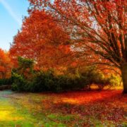 a large oak tree whose leaves have turned red in autumn