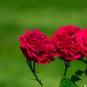 three red roses in focus