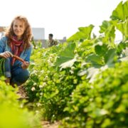 woman harvesting vegetables on a rooftop garden