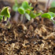 Sinopsis Alba seedlings growing in peat moss