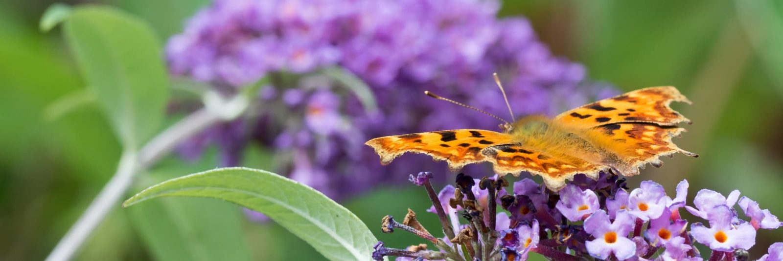 a monarch butterfly sat on a buddleja plant