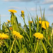 dandelions in overgrown grass with clouded sky in the background