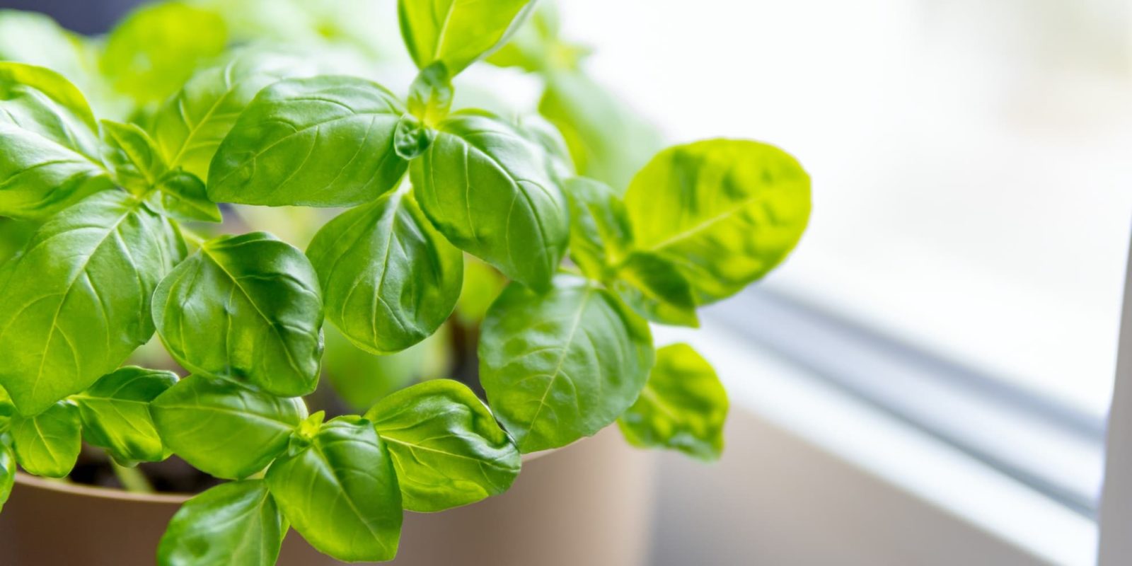 fresh basil growing in a pot on a kitchen windowsill