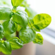 fresh basil growing in a pot on a kitchen windowsill